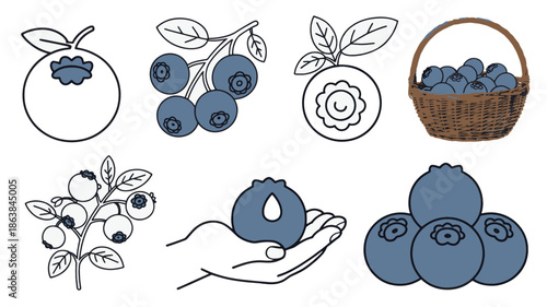 Collection of stylized blueberries and a woven basket illustration blueberry fruit