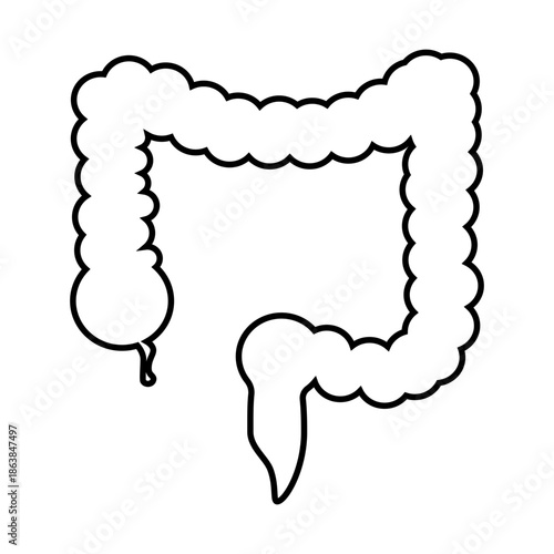 Colon Outline Anatomy Illustration. Vector illustration.