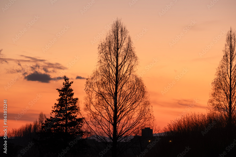 Obraz premium オレンジ色に染まる冬の夕暮れと木々のシルエット