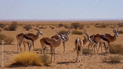 A herd of gazelles in a dry, arid environment with scattered shrubs and bushes. They stand alert, watching for potential predators. The sandy terrain stretches towards a clear sky Stock Video