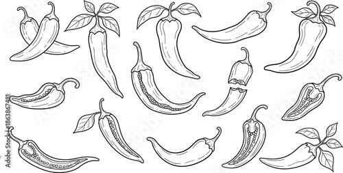 Hand drawn chili pepper sketches set, spicy vegetable line art illustrations, organic food icons, jalapeno and habanero engraved style, culinary botanical ingredients for kitchen design.