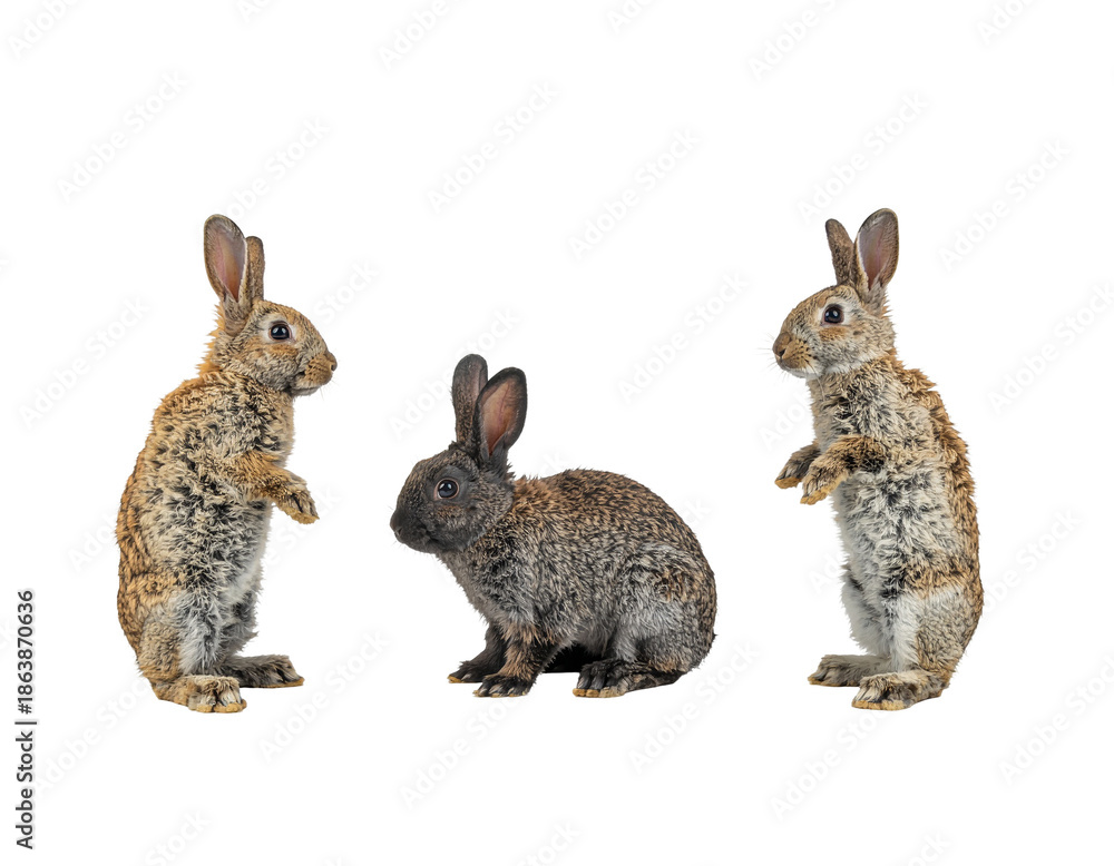 Obraz premium Three rabbits with alert posture on white background showcasing natural fur texture and soft grey-brown coats