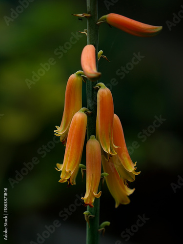 Close Up of Orange Aloe Vera Flower Spike in Bloom