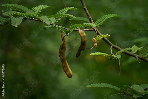 Ripe Tamarind Fruit Hanging on Tree with Green Leaves