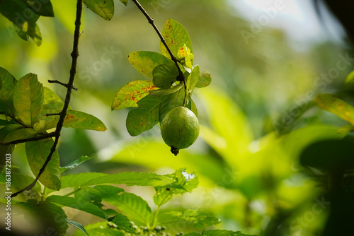Fresh Green Guava Hanging on Tree in Tropical Garden