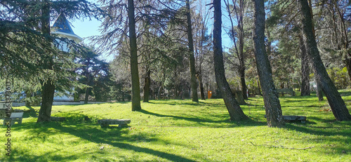 nice green grass meadow with some trees