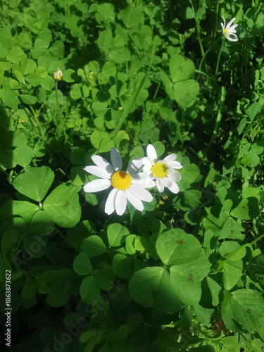 White daisies stand in the center of a green field, highlighting its natural beauty
