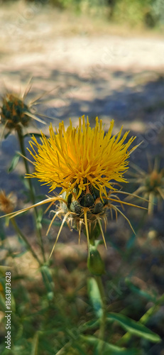 wild thistle in the middle of the field