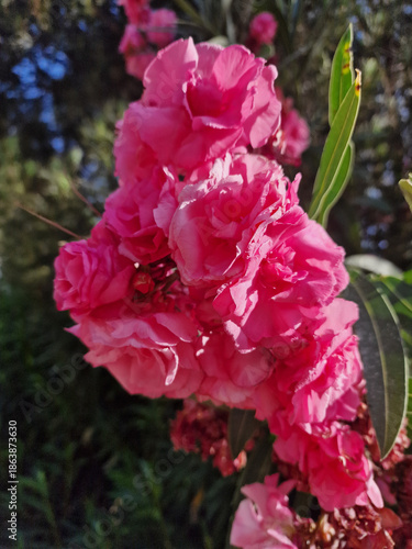 Vibrant Pink Oleander Flower Blooming in Sunlight
