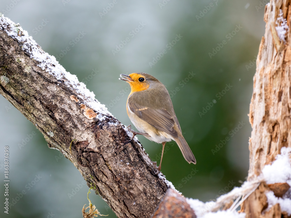 Obraz premium Rotkehlchen, European robin, Erithacus rubecula