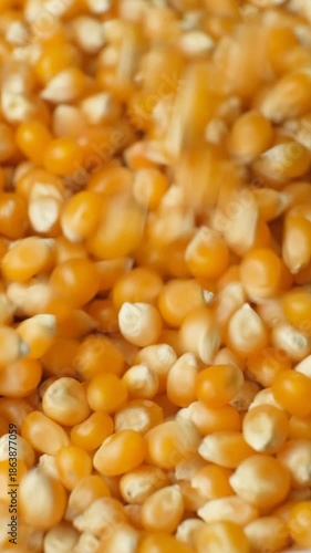 Vertical slow motion pouring of dried organic maize seeds, raw yellow corn kernels for popcorn