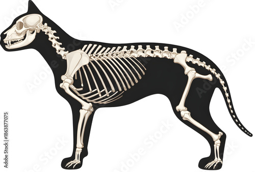 Detailed canine skeleton model for anatomy studies