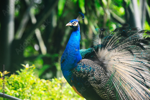 Beautiful colorful peacock bird, Male peafowl are referred to as peacocks, and female peafowl are referred to as peahens