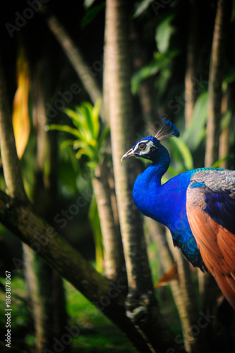 Beautiful colorful peacock bird, Male peafowl are referred to as peacocks, and female peafowl are referred to as peahens