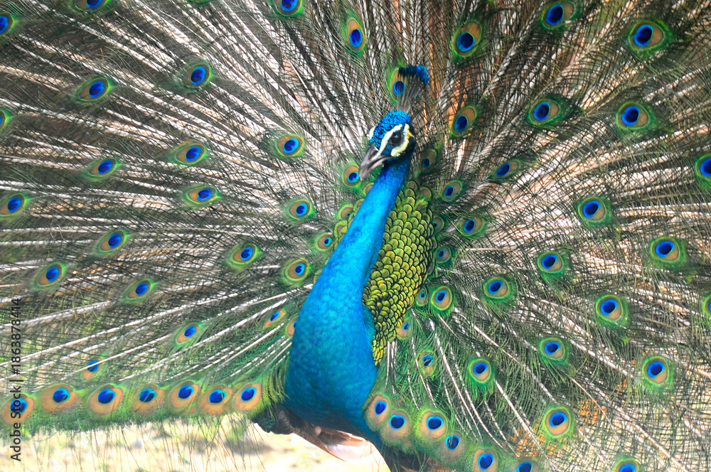 Fototapeta premium Beautiful colorful peacock bird, Male peafowl are referred to as peacocks, and female peafowl are referred to as peahens