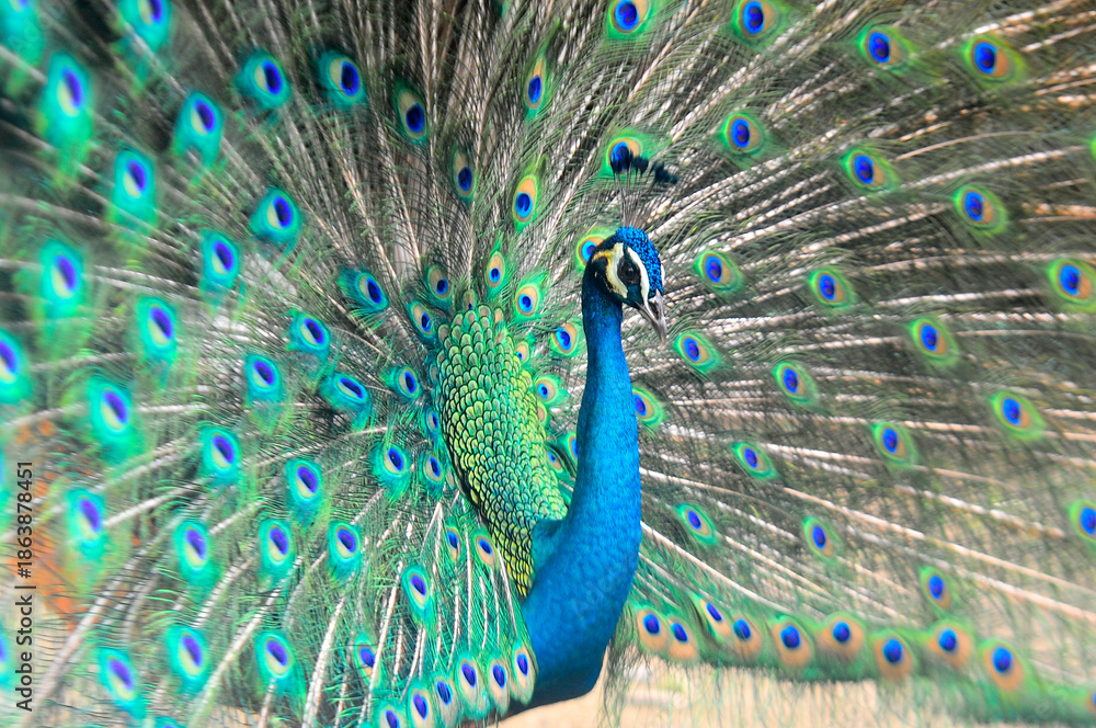 Fototapeta premium Beautiful colorful peacock bird, Male peafowl are referred to as peacocks, and female peafowl are referred to as peahens
