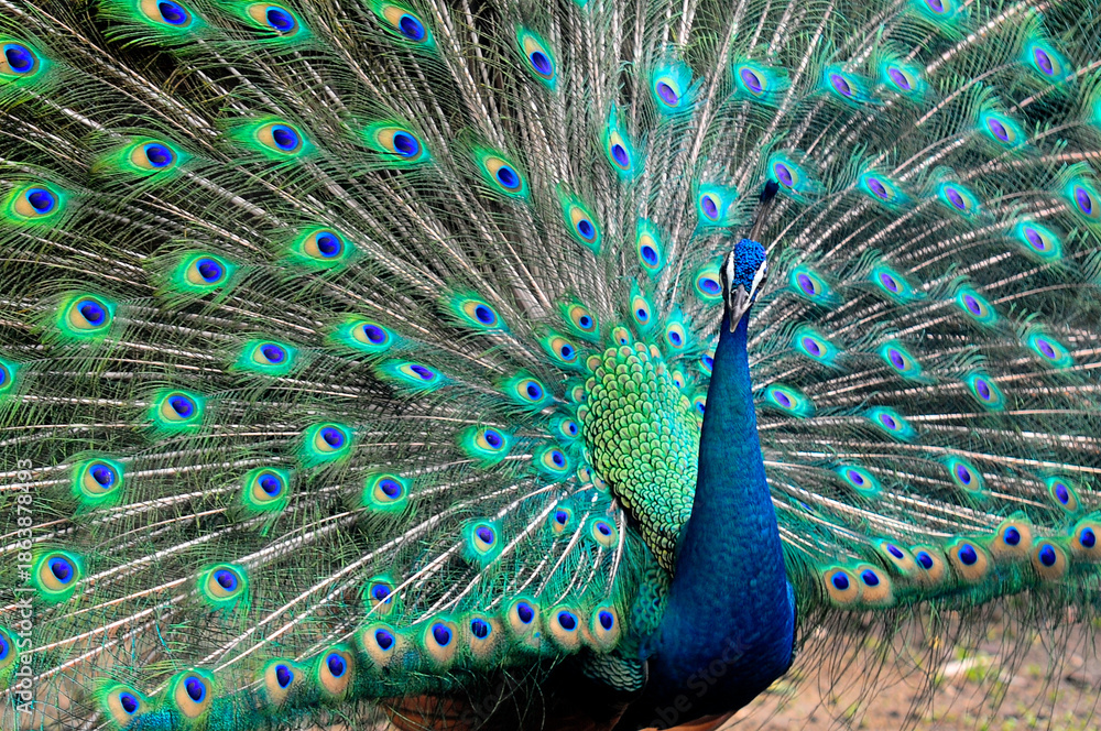 Obraz premium Beautiful colorful peacock bird, Male peafowl are referred to as peacocks, and female peafowl are referred to as peahens