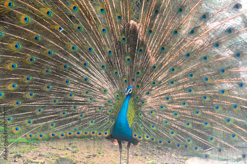Beautiful colorful peacock bird, Male peafowl are referred to as peacocks, and female peafowl are referred to as peahens