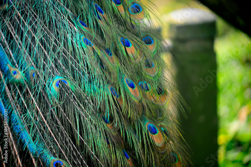 Beautiful colorful peacock bird, Male peafowl are referred to as peacocks, and female peafowl are referred to as peahens