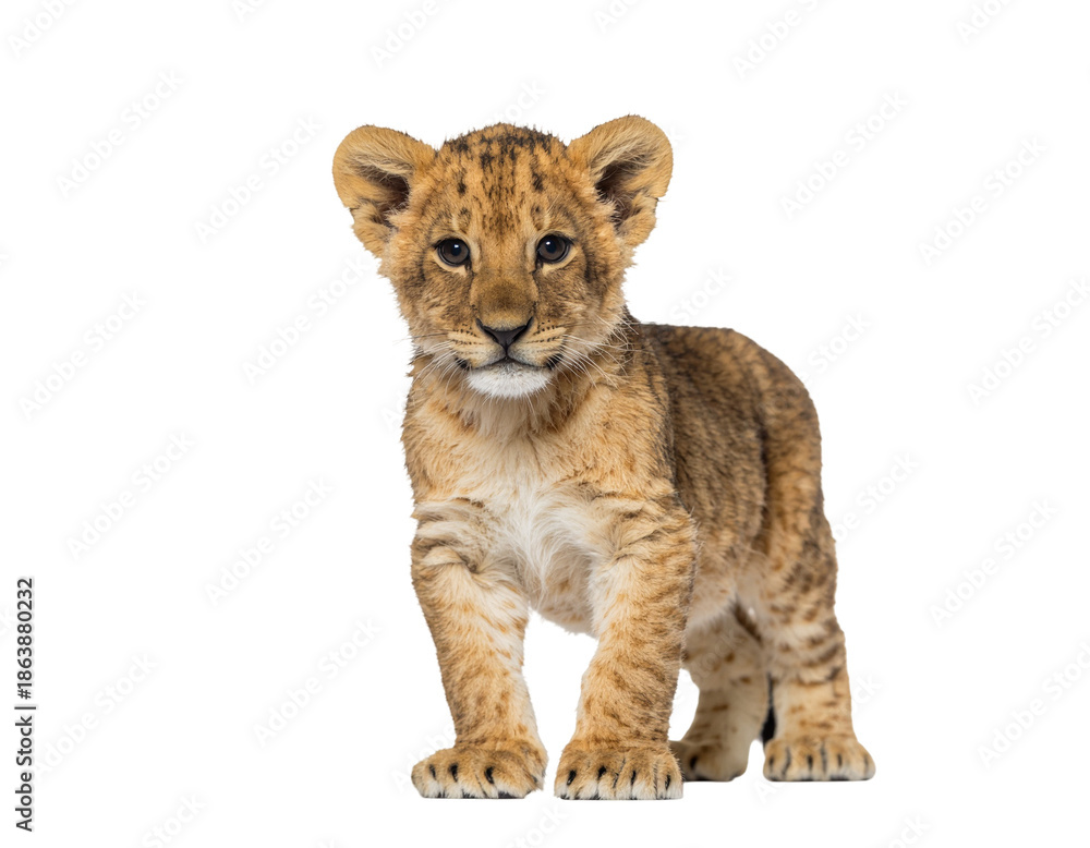 Fototapeta premium Young lion cub standing on white background looking at the camera