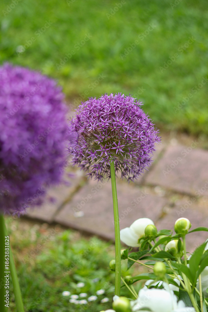 Obraz premium Purple allium flower in a garden with soft focus background and foreground
