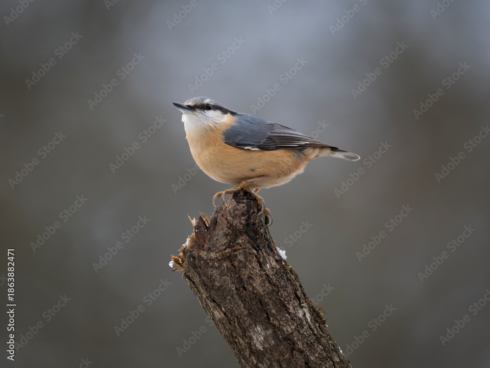 Fototapeta premium Kleiber (Sitta europaea)