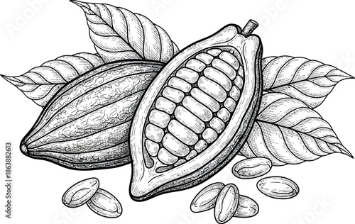 Cocoa pod and beans illustration