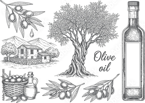 Vintage illustration of olive oil production and ingredients