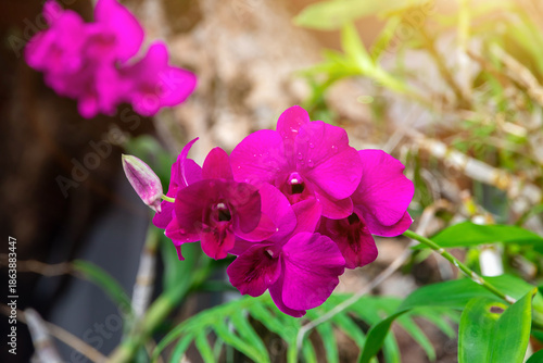 Orchid flowers on the tree. Beautiful and vibrant colors, perfect for a backdrop.