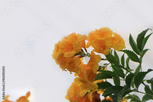The golden shower tree flowers are beautiful  with bright yellow blossoms.