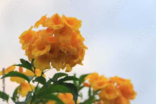 The golden shower tree flowers are beautiful  with bright yellow blossoms.