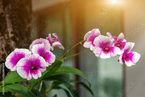 Orchid flowers on the tree. Beautiful and vibrant colors, perfect for a backdrop.