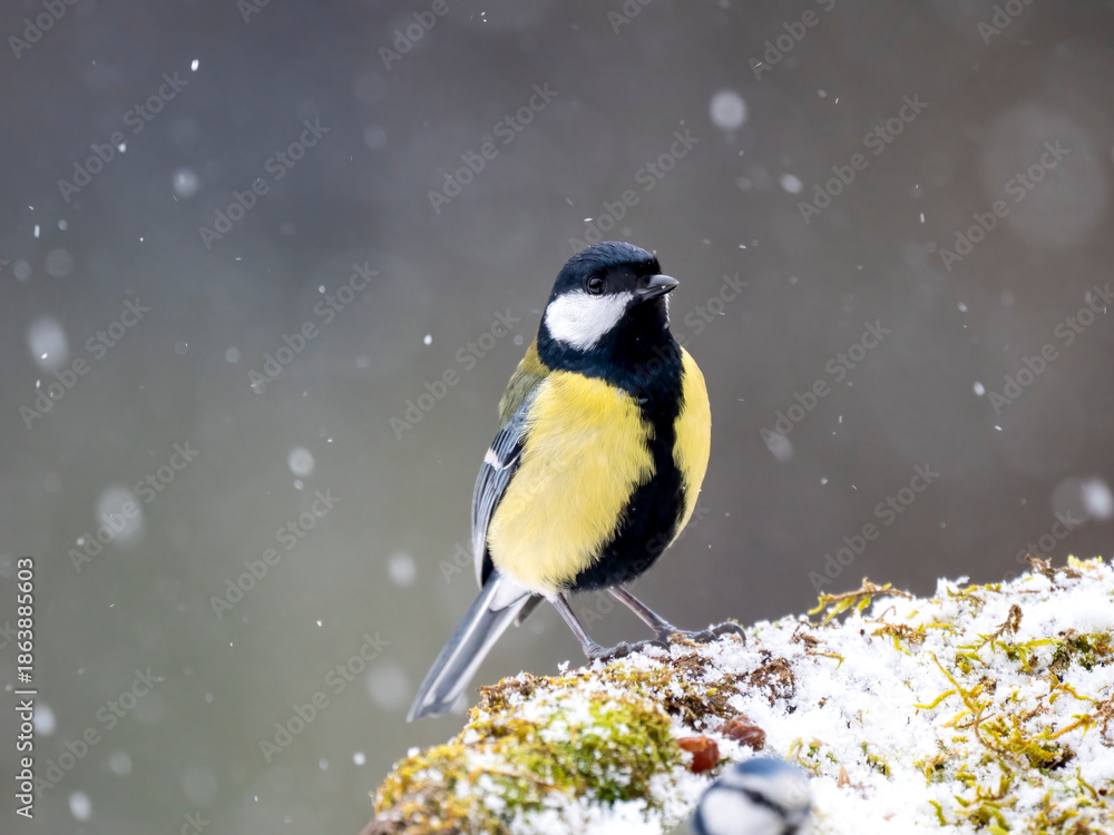 Obraz premium Kohlmeise, Parus major