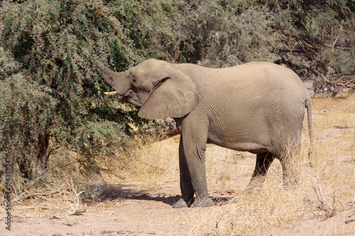 Quadro em tela Éléphants qui mange en Namibie