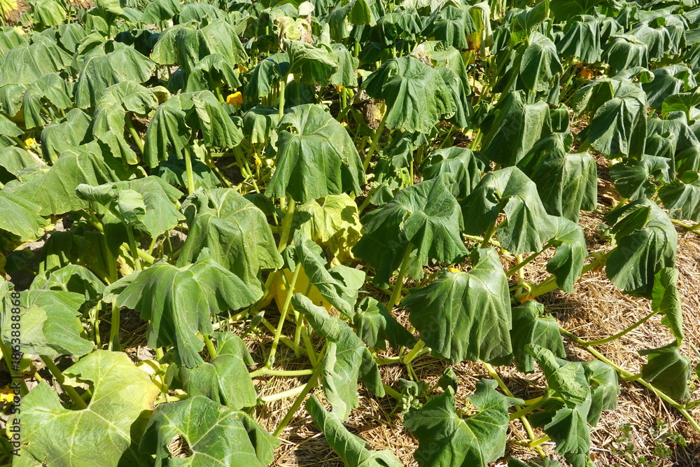Ταπετσαρία Squash plants wilting in dry summer heat