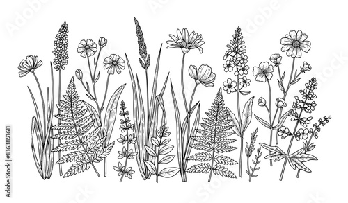Antique black and white botanical illustration of summer field and forest plants vector