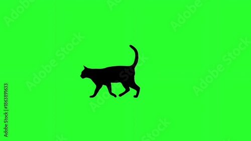 A graceful black silhouette of a cat walking and prowling across a solid green screen background.
Keywords: cat, silhouette, walk, animal, pet, prowl, feline, shadow, black, green screen, chroma key, 