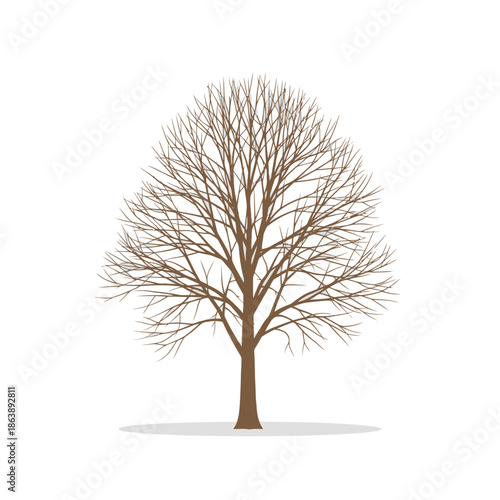 Bare Tree Silhouette Isolated on White Background - Winter Season