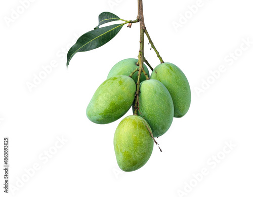 Bunch of unripe green mangoes hanging from a branch against a black background