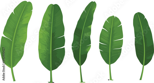 Banana leaf vector illustration, tropical foliage set, green leaf shapes and vein patterns, botanical sketch, cad drawing flat vector illustration