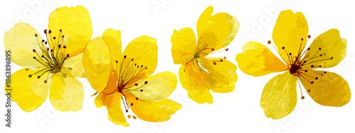 yellow lily isolated on white