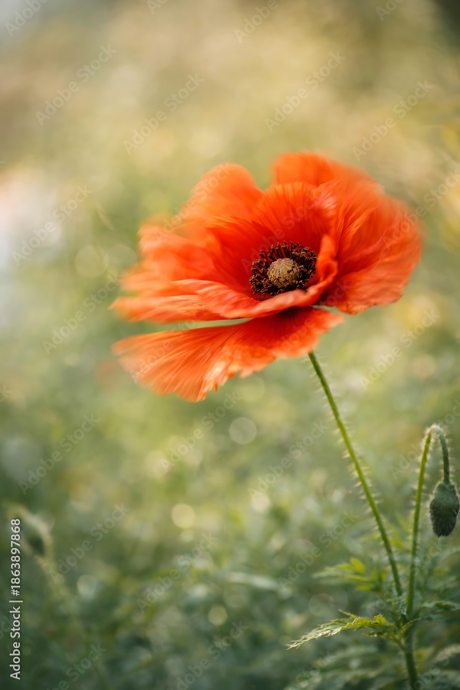 Obraz premium Red Poppy Flower Moving in the Wind with Soft Natural Background