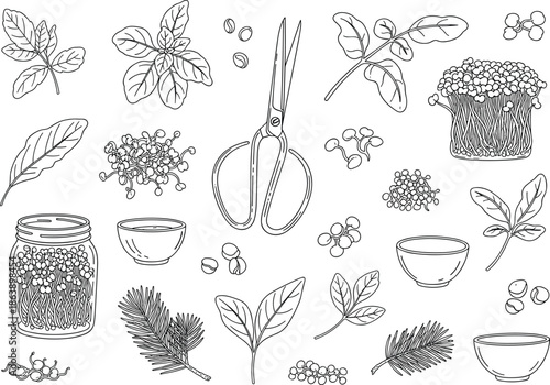 Botanical Herbs and Leaves Illustration vector with Seeds, Berries and Vintage Kitchen Elements Natural botanical artwork featuring herbs, leaves, sprouts, seeds and berries arranged with kitchen