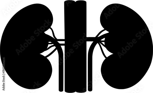 Human kidney silhouette illustration showcasing the vital renal organ system
