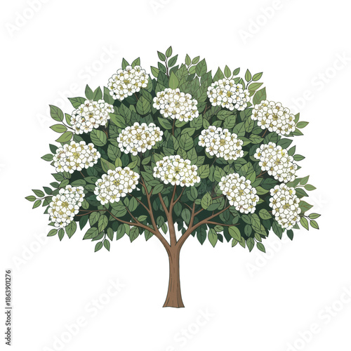 Blooming White Hydrangea Tree - Lush Green Leaves and Delicate Flowers