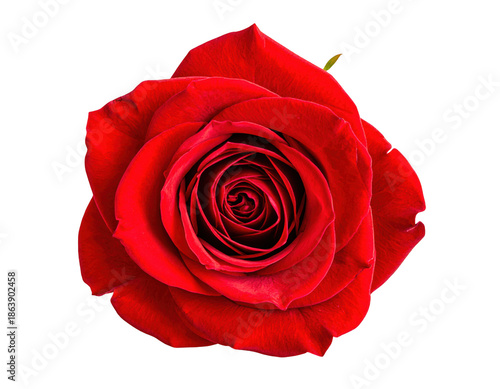 Top view of red rose flower for valentines day, isolated on white and transparent