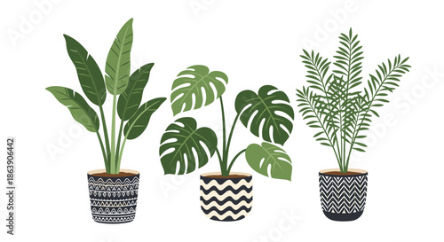 Set of three lush green houseplants in stylish monochrome patterned ceramic pots including monstera and palm for modern interior decor.