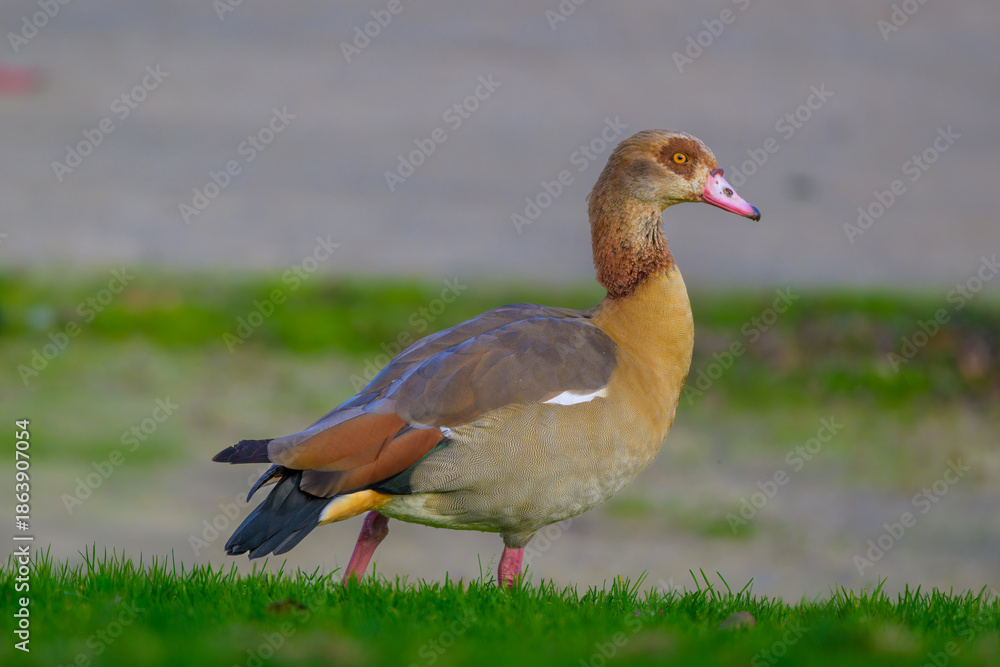 Obraz premium Aves en Madrid en Invierno
