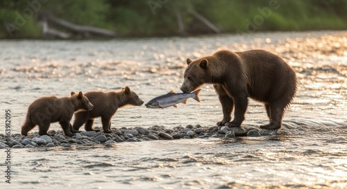 Grizzly bear mother with two cubs and a salmon in a river at sunset.