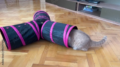 Cats playing in a cat tunnel toy